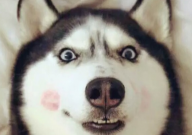 哈士奇真的会拆家吗（会拆房子吗）