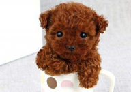 茶杯犬的性格特点(描写)