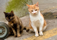 猫做完绝育手术后为什么总是吐(原因)
