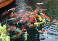 锦鲤吃苹果螺吗(会吃吗)