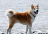 狗狗不想养了怎么办(送哪里去)