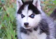 哈士奇用多大的狗笼（合适）