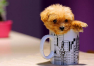 茶杯犬很容易死吗(是不是)