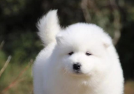 萨摩耶可以吃冰淇淋吗(为什么)