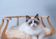 布偶猫买公猫还是母猫好（看5方面）