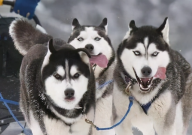 哈士奇是怎么培育出来的(繁殖)