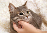 小猫为什么不吃猫粮（怎么办）