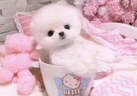 茶杯犬一年得花费多少钱(一只)
