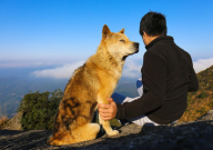 中华田园犬护主吗(护主能力)