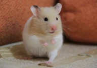 仓鼠怎样繁殖(方式)