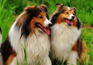 什么宠物犬好养又聪明(智商高)