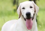 单血统拉布拉多好不好（和双血统有什么区别）