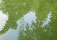 鱼塘水变绿用什么药(什么原因)