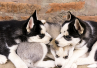 哈士奇都有什么颜色（几种）