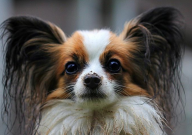 蝴蝶犬怎么样(优缺点)