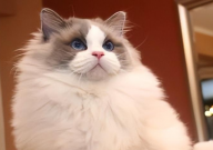 布偶猫好卖吗(原因)