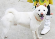 中华田园犬平均寿命(是多少)