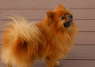 博美犬常见的撒娇方式(有哪些)
