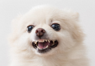 博美犬咬人有毒不（用打针吗）