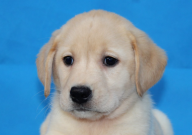 拉布拉多需要补钙吗（为什么）