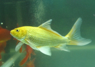 锦鲤挑选标准(是什么)