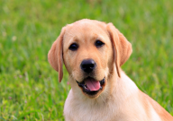 拉布拉多可以吃黄瓜吗（吃生的还是熟的）