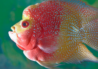 罗汉鱼如何变红（不红的解决方法）