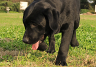 拉布拉多幼犬冬天怎么保暖（注意事项）