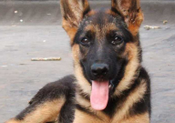 德国牧羊犬黑脸好还是黄脸好(怎么选)