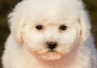 比熊泪痕红毛要剪掉吗(可以吗)