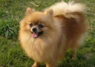 博美犬体外驱虫用什么驱虫药(哪种好)