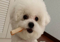 比熊可以吃山药吗(怎么吃)