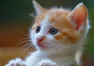 成猫可以吃幼猫粮吗（区别）