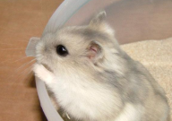 仓鼠会来月经吗(为什么)