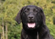 拉布拉多能长多高（多大）