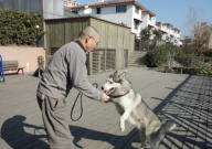 男生喜欢养狗说明什么(心理)
