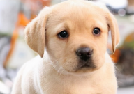 拉布拉多幼犬感冒流鼻涕吃什么药(怎么办)