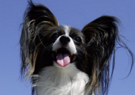 蝴蝶犬的外貌特征(介绍)
