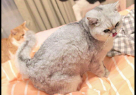 猫不在猫砂盆里尿是什么原因（解决方法）