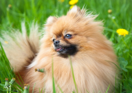 博美犬怎么去泪痕(最有效)