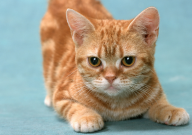 宠物猫吃生肉好吗(怎么吃)