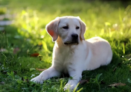 上海哪里买拉布拉多（地方）
