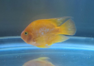 观赏鱼掉鱼鳞用什么药(是什么原因)