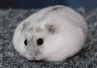 仓鼠能吃棉花糖吗(对身体有害吗)