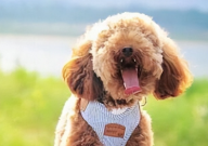 养狗要买些什么东西(清单)