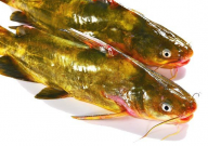 黄刺鱼吃什么食物为主（主食）