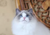 布偶猫为什么越来越黑(怎么回事)