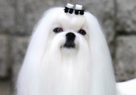 马尔济斯犬的特点(是什么)