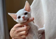德文卷毛猫花色科普(分类)