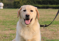 泰迪和拉布拉多哪个贵(贵一点)